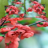 Постельное белье 3D цветы " Butoni" сатин